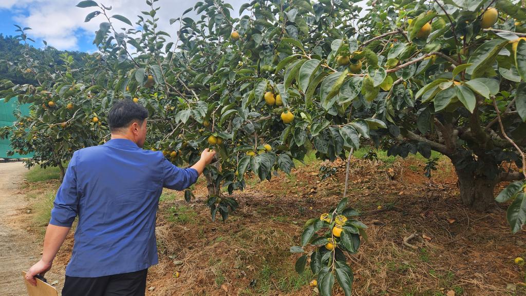 제42회 김해진영단감축제 단감품평회 개최 공식 게시물 사진